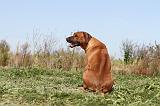 RODESIAN RIDGEBACK 001